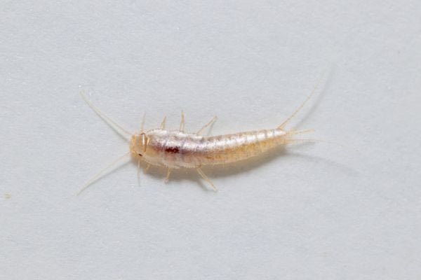 The Ultimate Silverfish Identification Guide