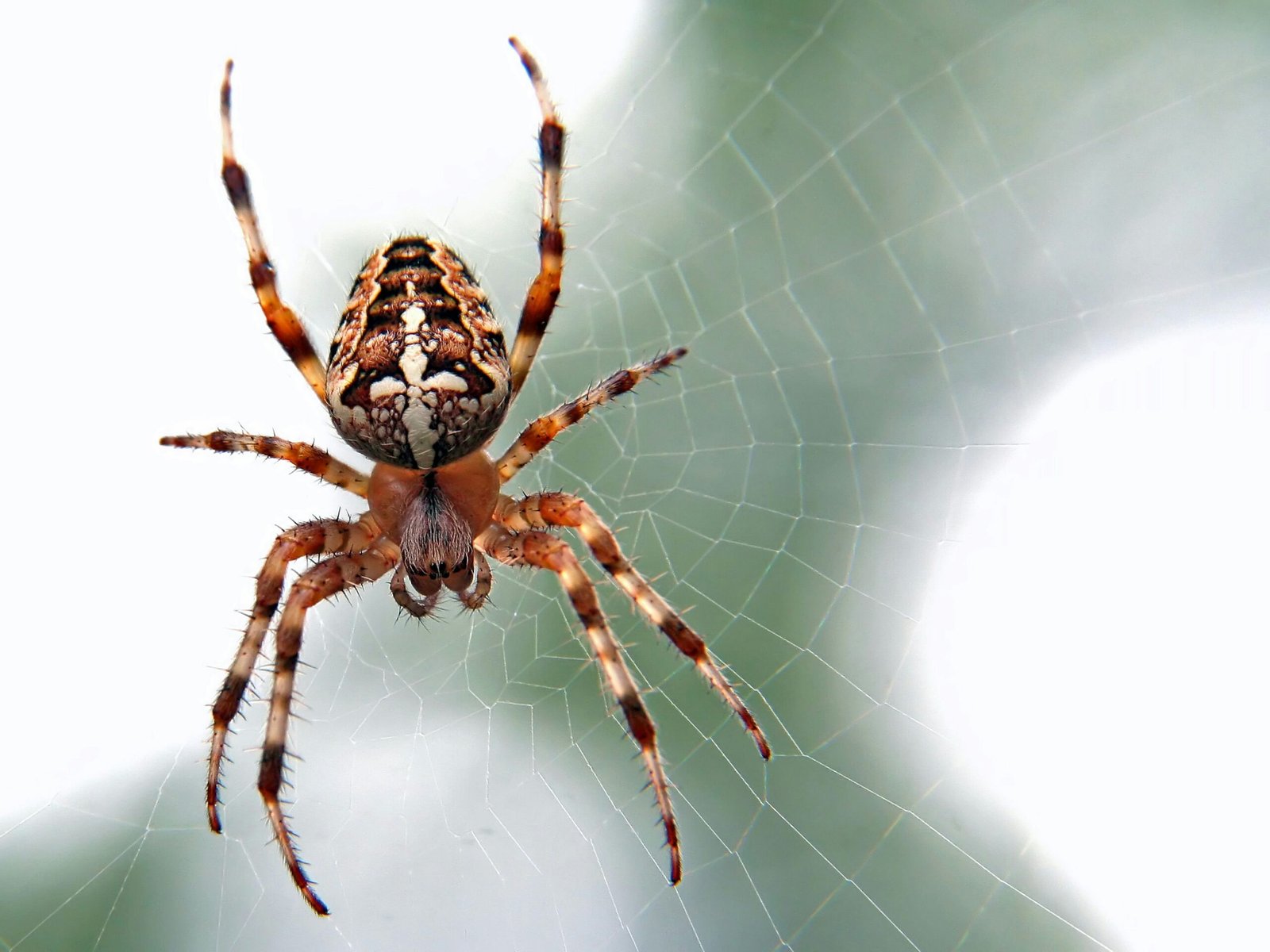 spiders 1 1 scaled