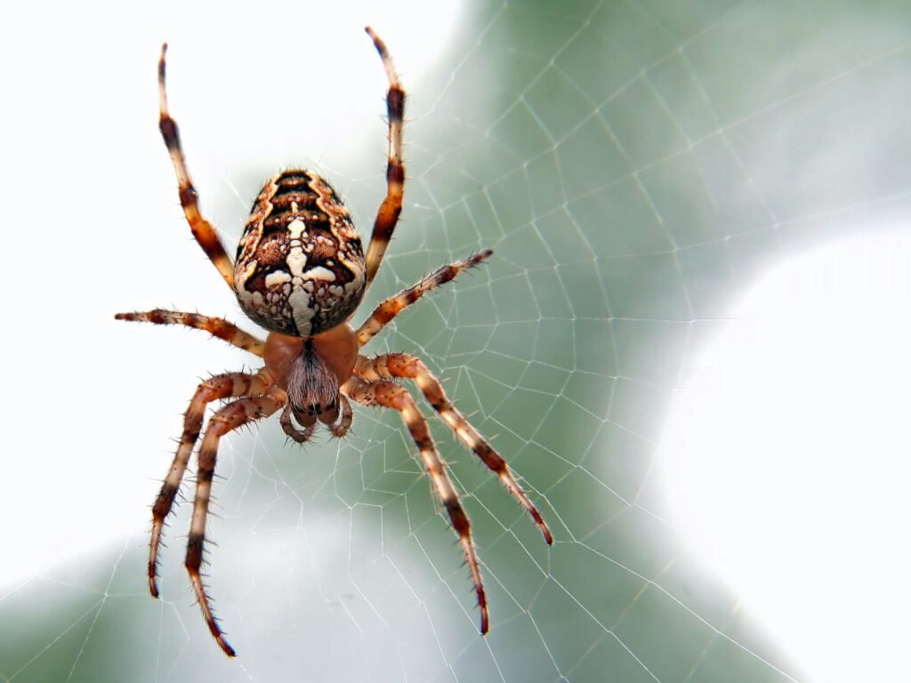 spiders 1