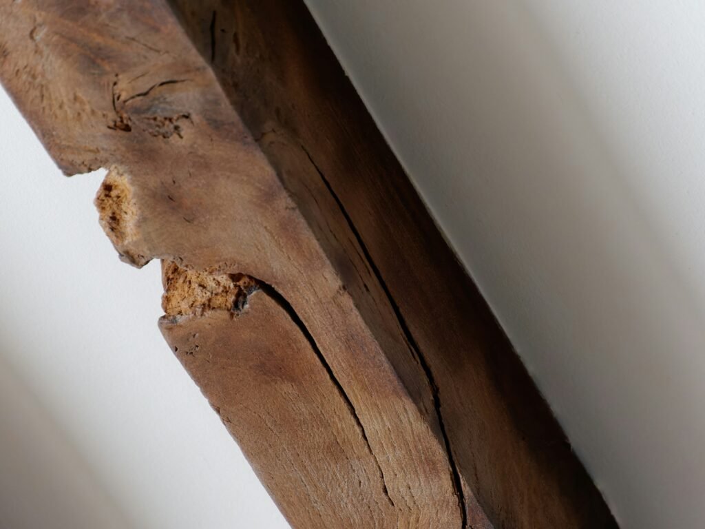 termite