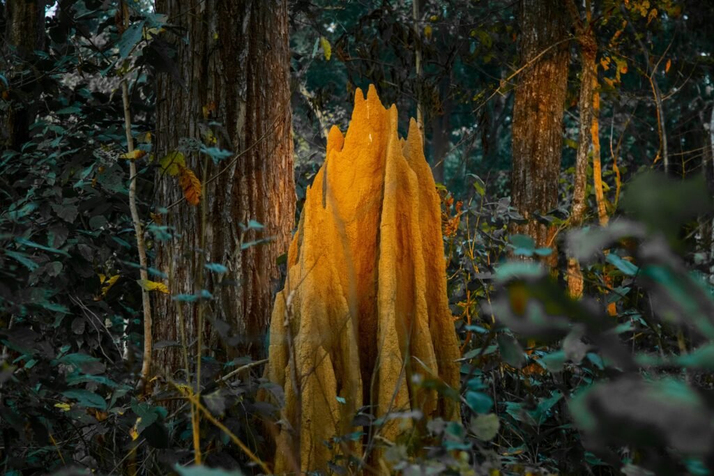 termites 11