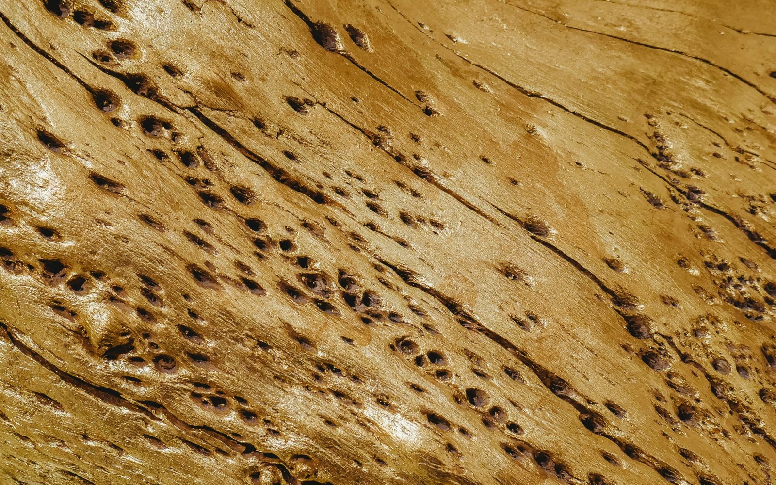 termites 2 1 scaled