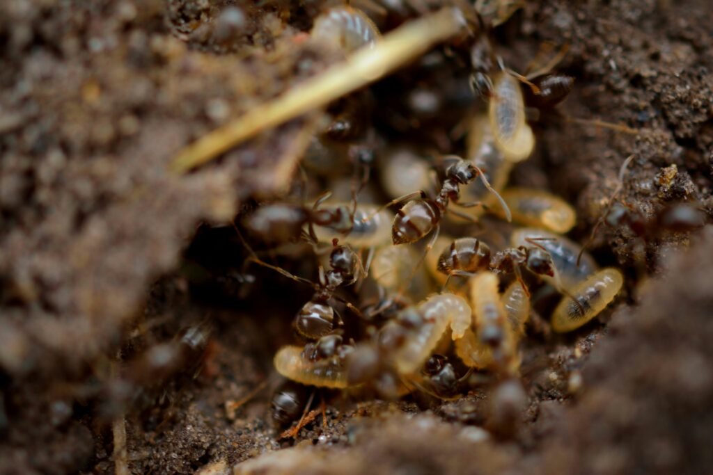 termites control
