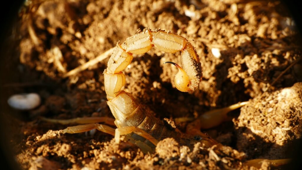 termite control
