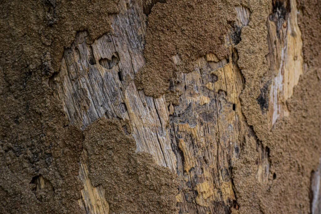 termitesinthewall