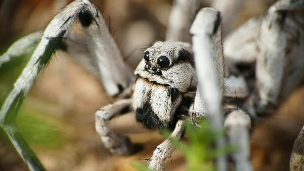 wolf spider