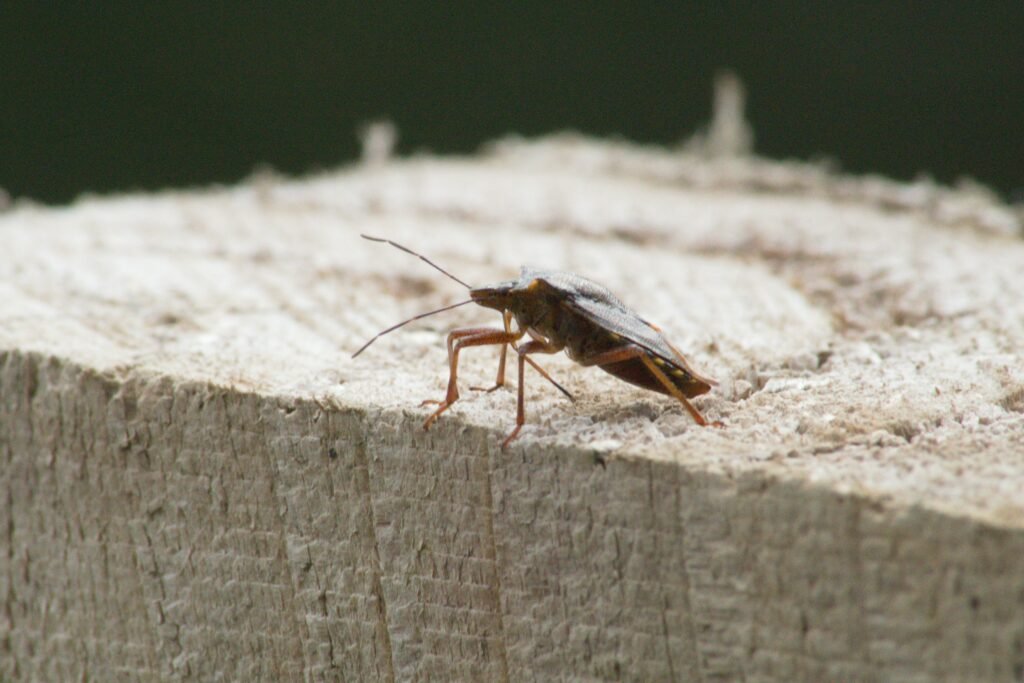 woodcockroch