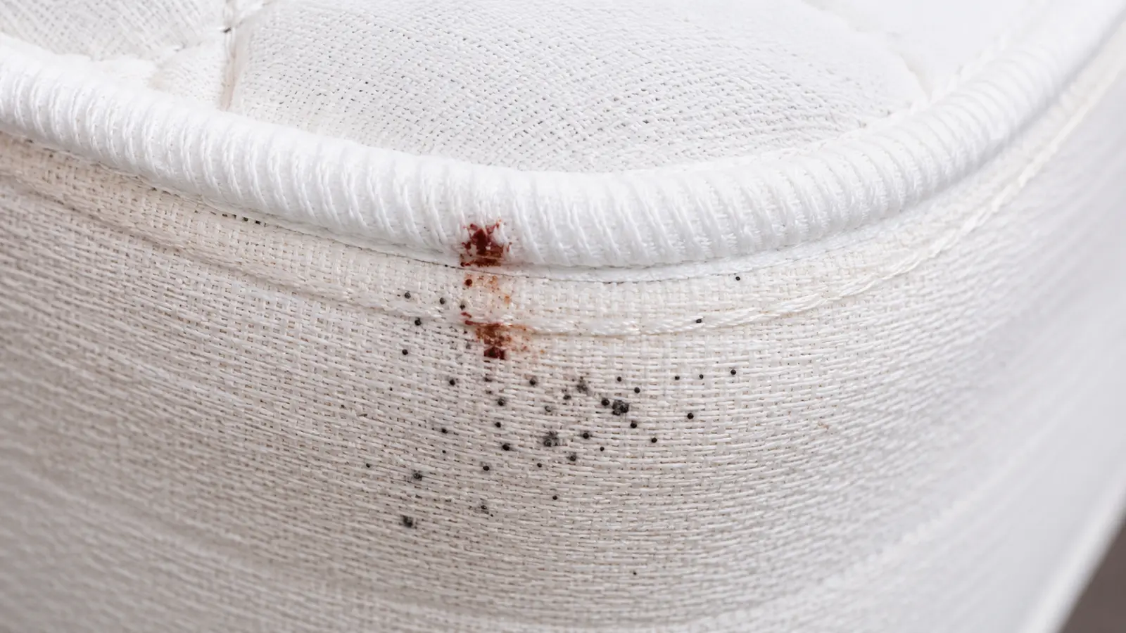 early signs of bed bugs mattress seam Close-up of early signs of bed bugs showing tiny black fecal spots and light rust-colored blood stains along a white mattress fabric seam.