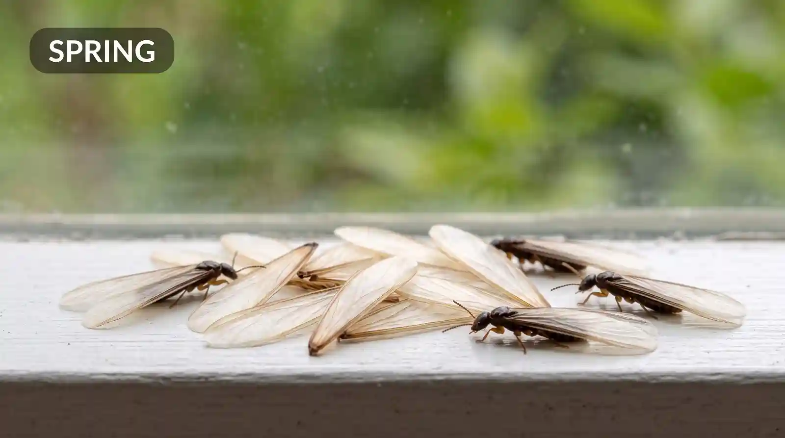 termite swarmers shed wings windowsill spring Termite swarmers and shed wings on a windowsill, a common spring warning sign