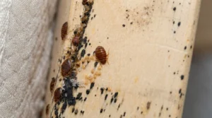 baby bed bug baby bed bugs eggs and shells found on wooden bed frame infestation