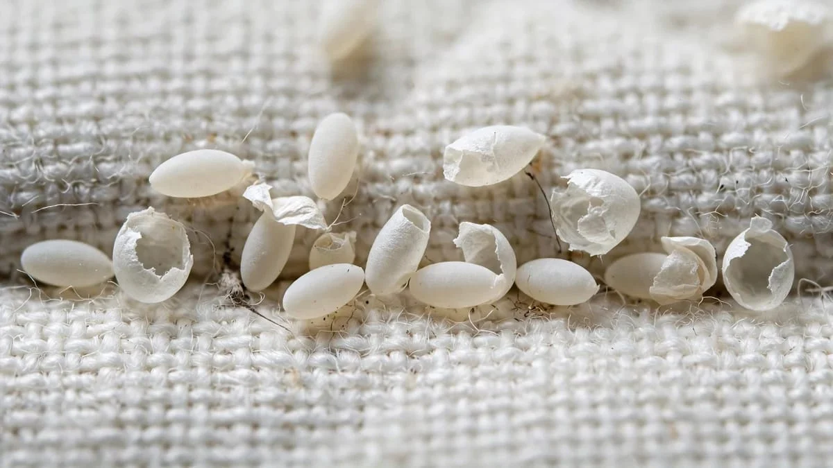 bed bug eggs and empty shells 1 bed bug eggs and empty shells 1